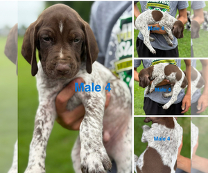 Medium German Shorthaired Pointer