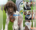 Puppy Puppy 8 German Shorthaired Pointer