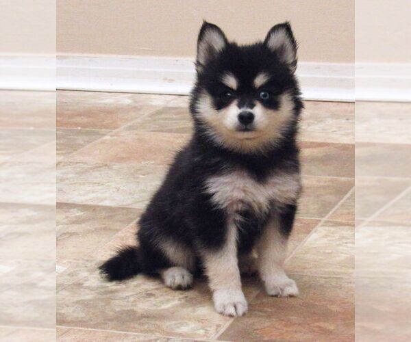 Medium Photo #6 Pomsky Puppy For Sale in SEBRING, FL, USA