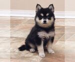 Small #5 Pomsky