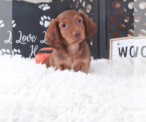 Medium Photo #3 Dachshund Puppy For Sale in MOUNT VERNON, OH, USA