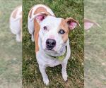 Small American Pit Bull Terrier