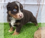 Small Photo #4 Miniature Australian Shepherd Puppy For Sale in FOYIL, OK, USA