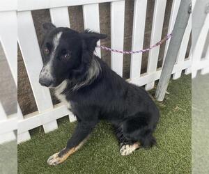 Border Collie-Unknown Mix Dogs for adoption in Modesto, CA, USA