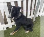 *BUCK - Male Border Collie-Unknown Mix Dog for Adoption - Small photo