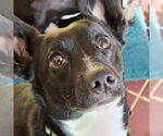 Small #2 Chihuahua Mix