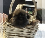 Puppy Ruger Shih Tzu