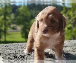 Puppy 3 Aussiedoodle Miniature 