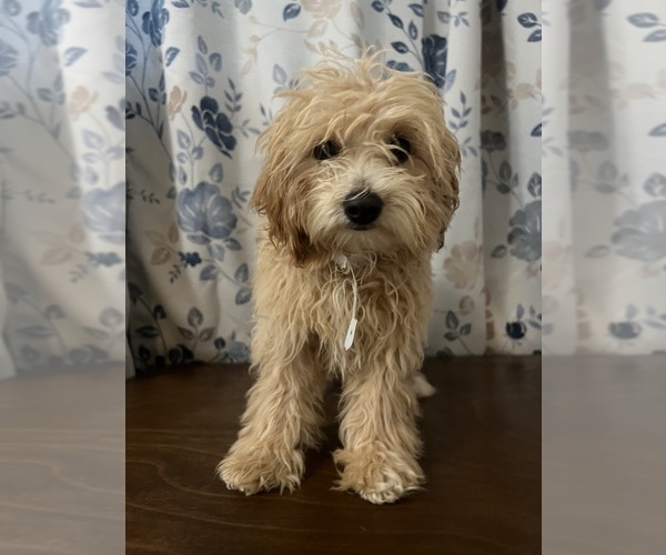 Medium Photo #51 Cavapoo-Poodle (Miniature) Mix Puppy For Sale in DURHAM, CT, USA