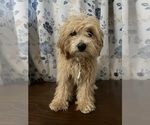 Small #50 Cavapoo-Poodle (Miniature) Mix