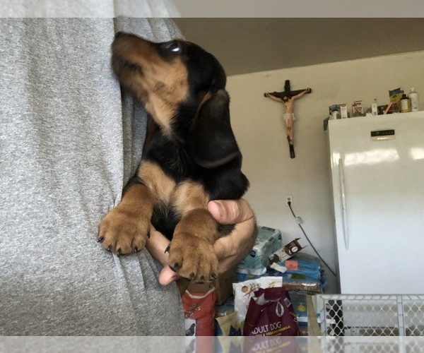 Medium Photo #1 Dachshund Puppy For Sale in LA MESA, CA, USA