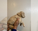 Small #3 Goldendoodle