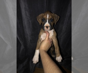 Boxer Puppy for sale in FAYETTEVILLE, NC, USA