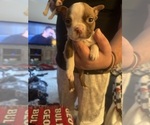 Small #2 Boston Terrier