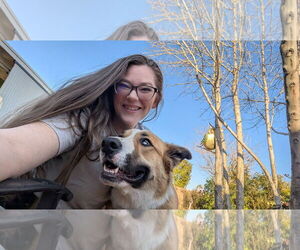 Jubilee - Male American Staffordshire Terrier-Siberian Husky Mix Dog for Adoption - Photo #7