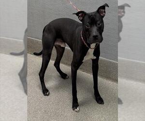 American Pit Bull Terrier-Unknown Mix Dogs for adoption in Las Vegas, NV, USA