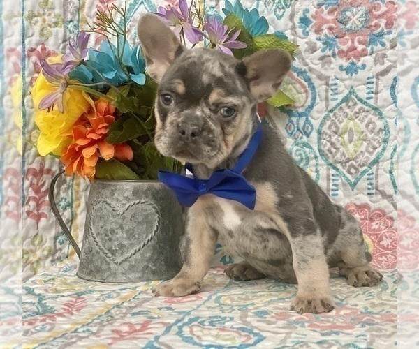 Medium Photo #2 French Bulldog Puppy For Sale in OXFORD, PA, USA