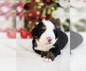 Bernese Mountain Dog Puppy for sale in PAYSON, UT, USA