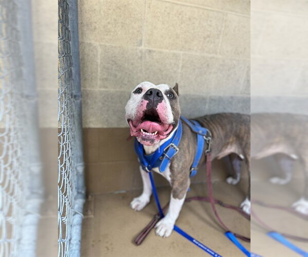 Medium Photo #1 Mutt Puppy For Sale in Chula Vista, CA, USA