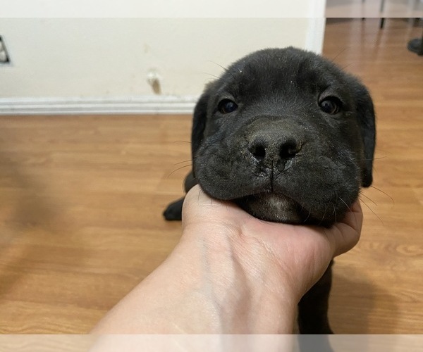 Medium Photo #11 Cane Corso Puppy For Sale in SANTA ANA, CA, USA