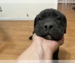 Small #10 Cane Corso