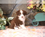 Small Photo #6 Miniature Australian Shepherd Puppy For Sale in WESTFIELD, MA, USA