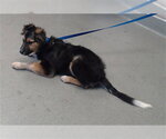 Small Anatolian Shepherd-German Shepherd Dog Mix