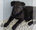 Small #2 German Shepherd Dog Mix