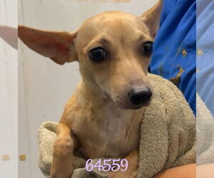 Chihuahua-Unknown Mix Dogs for adoption in Chico, CA, USA