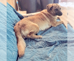 Small #5 Boxer-Pug Mix