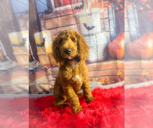 Poodle (Miniature) Puppy for sale in KINSTON, NC, USA