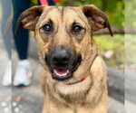 Sonar - Male Mutt Dog for Adoption - Small photo
