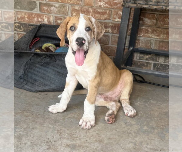 Medium Photo #10 Great Dane-Unknown Mix Puppy For Sale in OKLAHOMA CITY, OK, USA