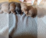 Small Photo #1 Labrador Retriever Puppy For Sale in LONE ROCK, WI, USA