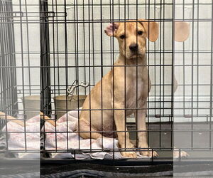 Mutt Dogs for adoption in Eastman, GA, USA