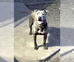 Small #3 American Staffordshire Terrier