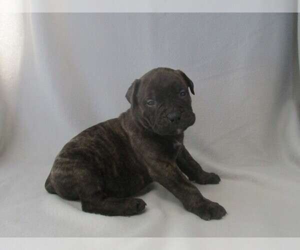 Medium Photo #1 Bullmastiff Puppy For Sale in CHANUTE, KS, USA