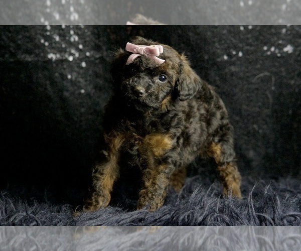 Medium Photo #6 Poodle (Toy) Puppy For Sale in WARSAW, IN, USA