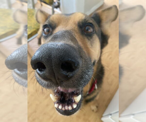 Medium Photo #4 Mutt Puppy For Sale in W Hollywood, CA, USA