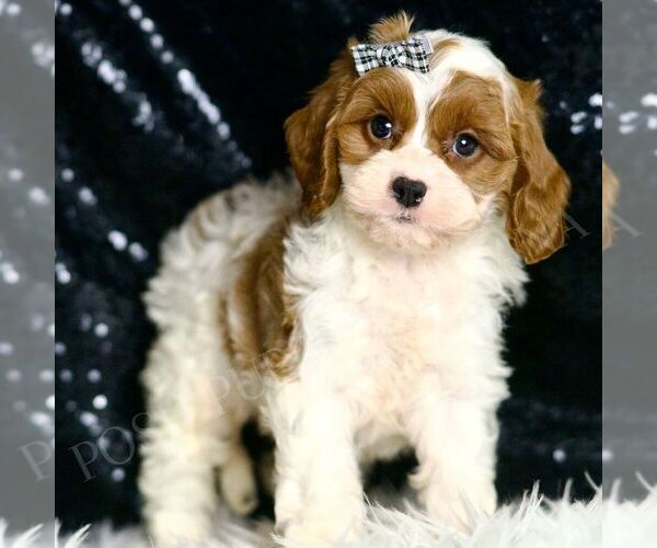 Medium Photo #3 Cavapoo Puppy For Sale in WARSAW, IN, USA