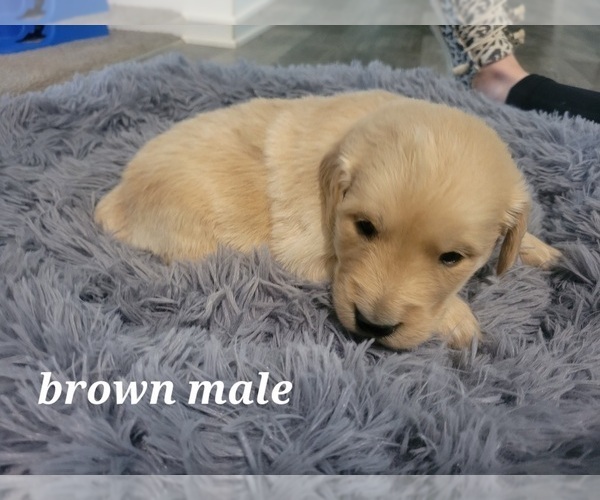 Medium Photo #2 Golden Retriever Puppy For Sale in BENTON, IL, USA