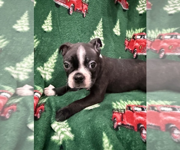 Medium Photo #9 Boston Terrier Puppy For Sale in LONGVIEW, WA, USA