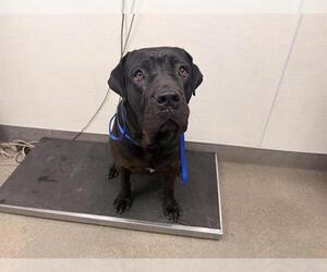 Mutt Dogs for adoption in HESPERIA, CA, USA