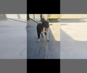 Mutt Dogs for adoption in Oakdale, CA, USA
