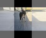 Small Mutt