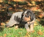 Small Photo #2 Bluetick Coonhound Puppy For Sale in KALISPELL, MT, USA