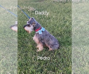 Father of the Schnauzer (Miniature) puppies born on 02/02/2025