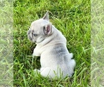 Small Photo #5 French Bulldog Puppy For Sale in PEACHLAND, NC, USA