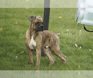 Boxer Puppy for sale in SHIPSHEWANA, IN, USA