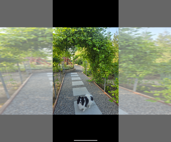 Medium Photo #5 Pomeranian Puppy For Sale in SELMA, CA, USA